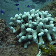 Thick Finger Coral
