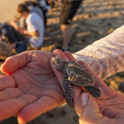 Volunteer to Help Save Sea Turtles