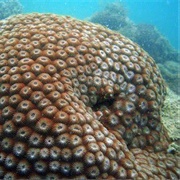 Honeycomb Coral