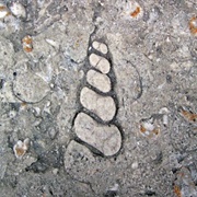 Ohio Statehouse Fossils