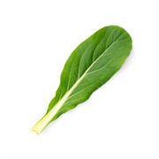 Baby Green Leaf