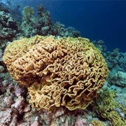 Leaf Coral