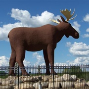 Mac the Moose