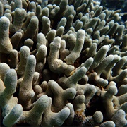 Club Finger Coral