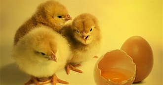 Egg Day - Don&#39;t Eat Eggs! - 35 Egg-Free Alternatives