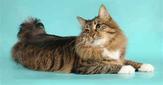 Least Expensive Cat Breeds