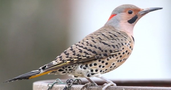 Alabama�s Special Birds How many have you seen?