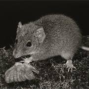 MacLeay&#39;s Marsupial Mouse