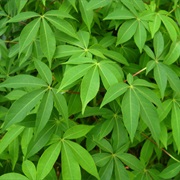 Sierra Leone - Cassava Leaves