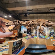 T. Rex Discovery Centre