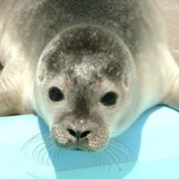 Natureland Seal Sanctuary
