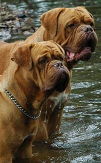 Dogue De Bordeaux