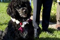 Portuguese Water Dogs