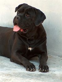 Cane Corso