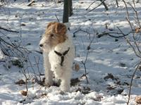 Wire Fox Terrier
