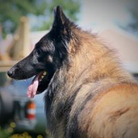 Blackfyre Belgian Tervuren