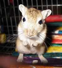 Gerbils