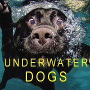 Underwater Dogs