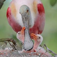 St. Augustine Alligator Farm Zoological Park