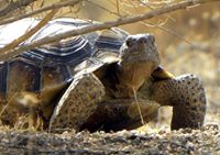 Save the Desert Tortoise