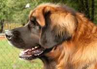 Leonberger