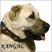 KANGAL