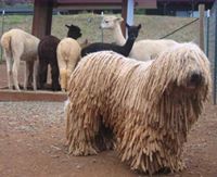 Komondor