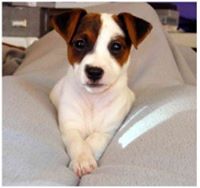 Jack Russel