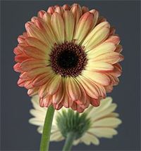 Gerbera Daisy