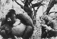 Dian Fossey