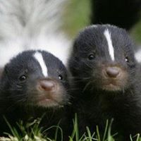 Skunks