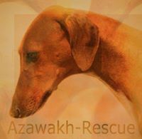 Azawakh-Rescue