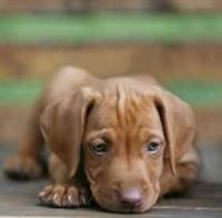Vizsla