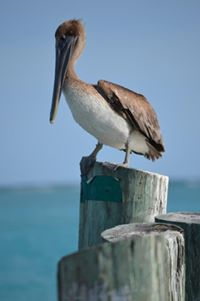 Pelicans