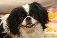 Japanese Chin