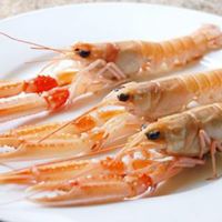 Scampi