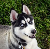 Siberian Husky