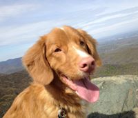 Nova Scotia Duck Tolling Retriever