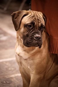 Bull Mastiff Dog Fan Page!
