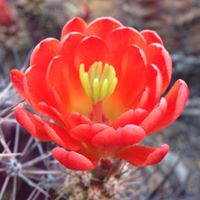 Texas Parks and Wildlife - Big Bend Ranch State Park - Sauceda