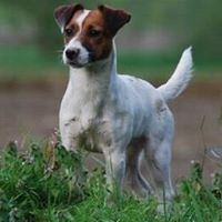 Jack Russell Terrier