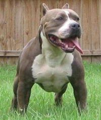 Pitbull Dogs