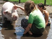 Abandoned, Abused & Neglected Animals Need Your Help!