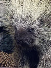 Porcupines