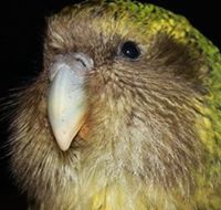 Sirocco Kakapo