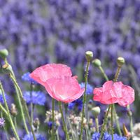 Sequim Lavender Farm Faire