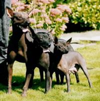 Mexican Hairless Dog
