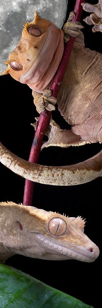 Crested Geckos (Rhacodactylus Ciliatus)