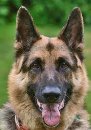 German Shepherd