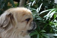 Pekingese